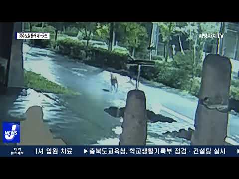 광주 도심에 들개 떼 출몰…주민들 공포