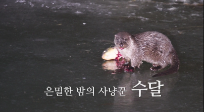 은밀한 밤의 사냥꾼 수달