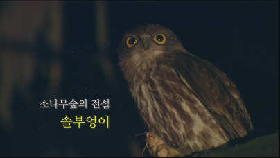 소나무 숲의 전설, 솔부엉이