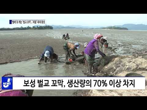 전남, '뻘배'로 캐는 '벌교 꼬막..'제철' 축제 풍성