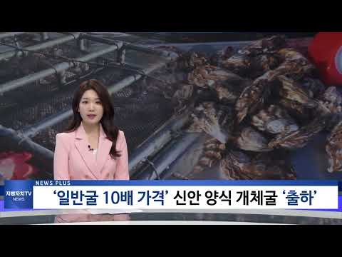 ‘일반굴 10배 가격’ 신안 양식 개체굴 ‘출하’