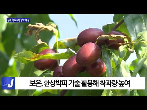 충북농업기술원, 올해 대추 작황 양호 예상