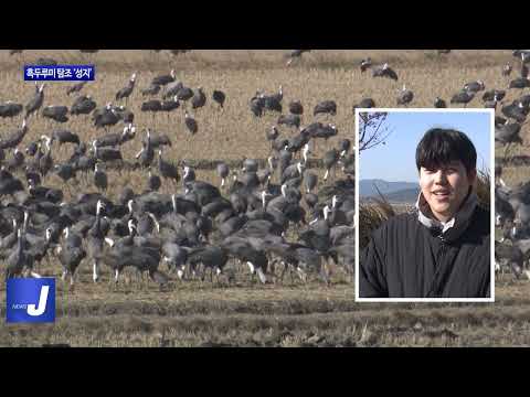 순천만, 흑두루미 탐조 성지로 ‘우뚝’