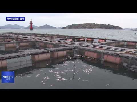 저수온에 집단 폐사…어민들 ‘직격탄’