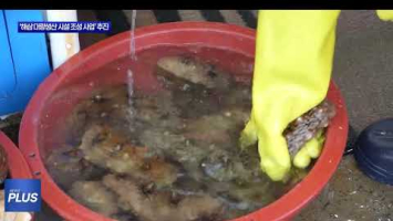 보령시, ‘해삼 대량생산 시설 조성 사업’ 추진